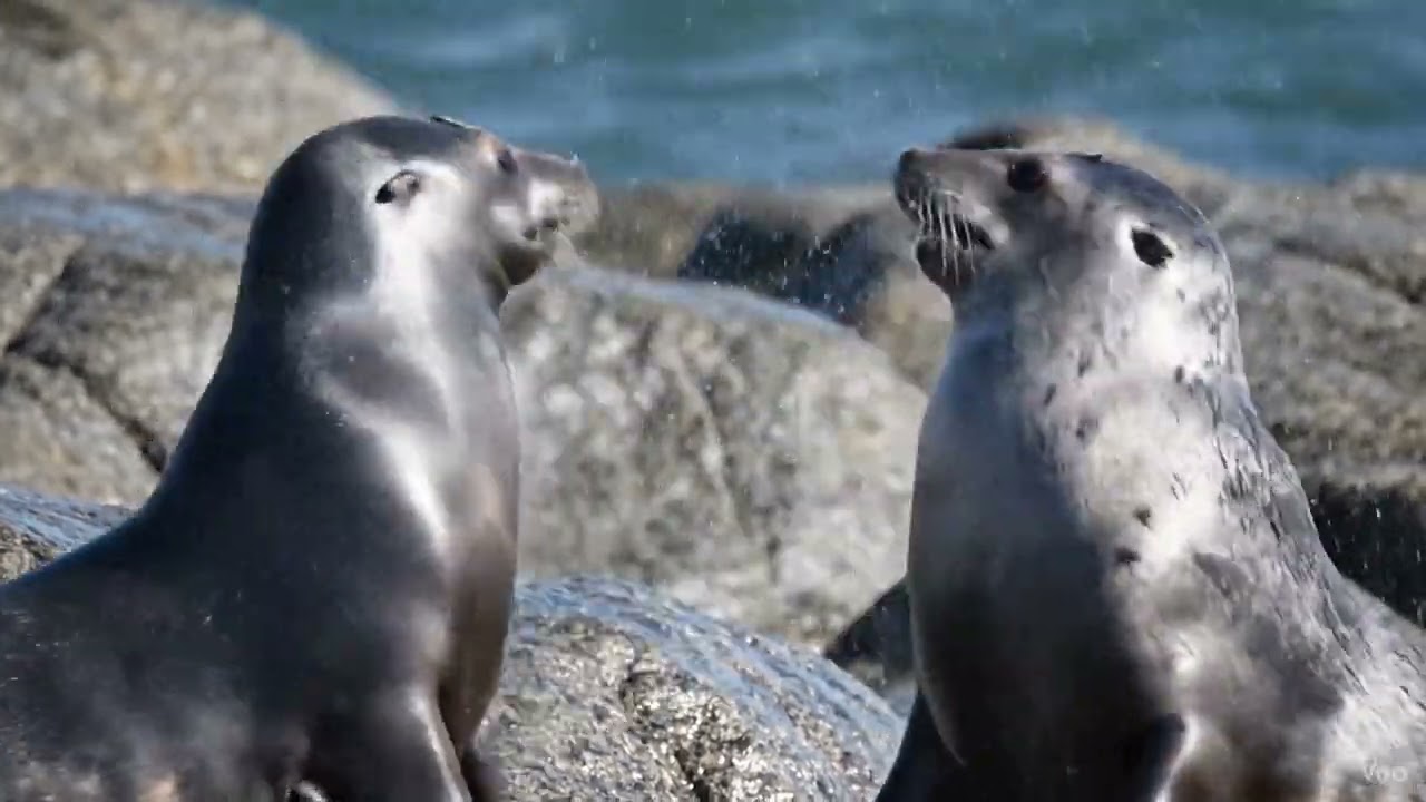 Seal Slap Fight! When your sibling touches your stuff. 😤