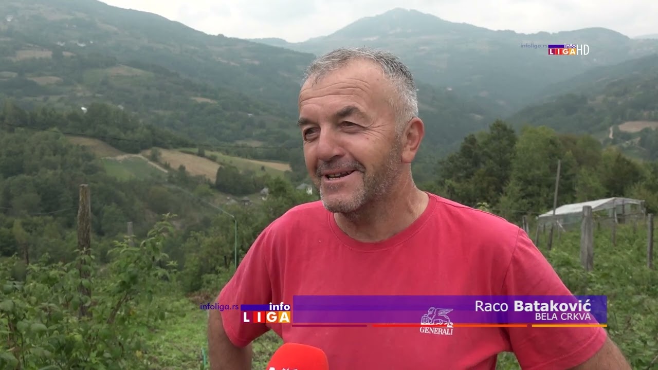 Iako su cene voća paprene, proizvođači bez zarade