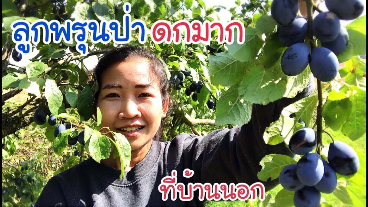 เก็บลูกพลัมป่าสุกๆ ลูกพรุนป่าหลังบ้านที่บ้านนอก EP.110/Picking Damson/แขมรอินเตอร์