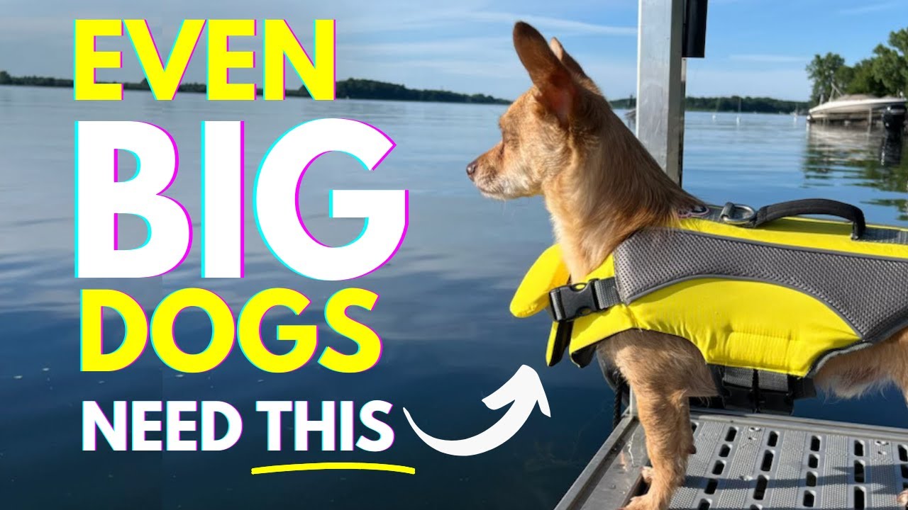 Why Dogs Need Life Jackets (Yes, Even Labs!)