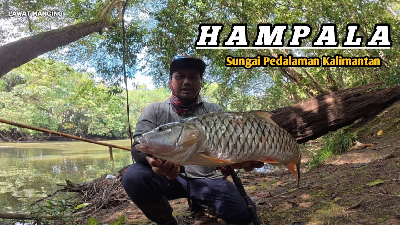 KONDISI AIR PASANG SURUT MEMBUAT IKAN PREDATOR SEMAKIN BRUTAL. 