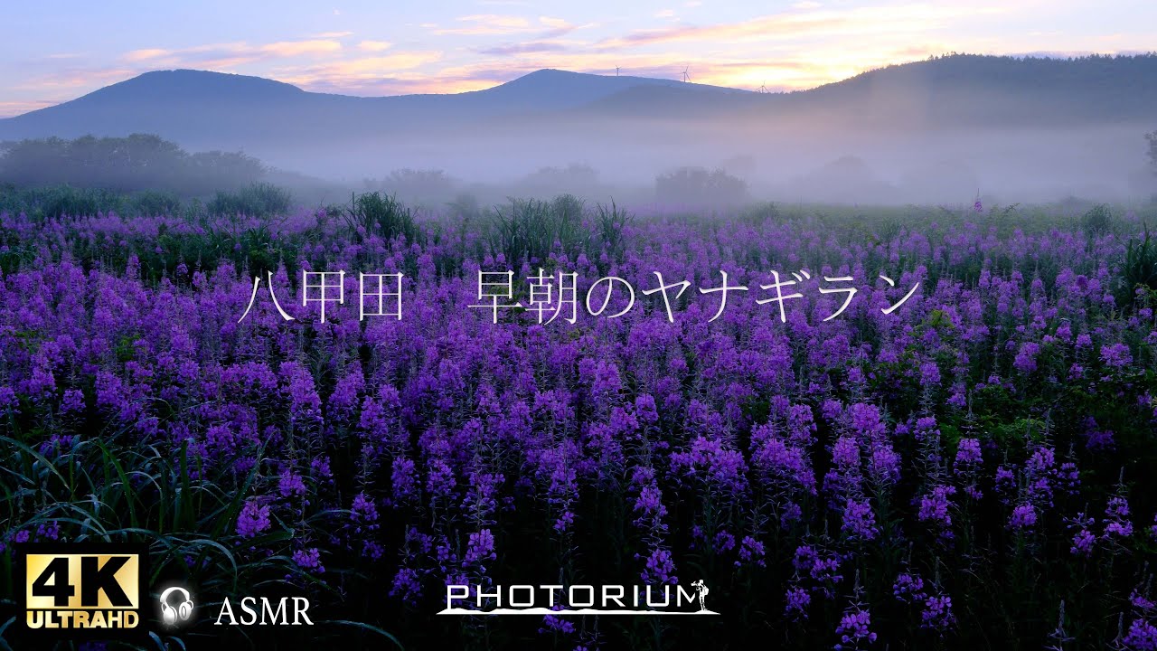 PHOTORIUM＃072【夏の早朝の景色】咲き誇るヤナギランの前にカメラを据え、リラックス75分/#仕事用　#自然音