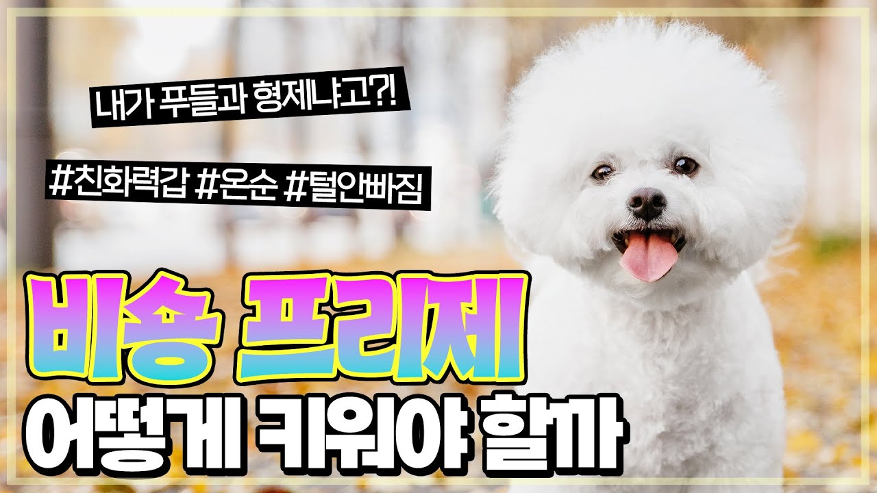 [품종특집] 비숑을 알아보자