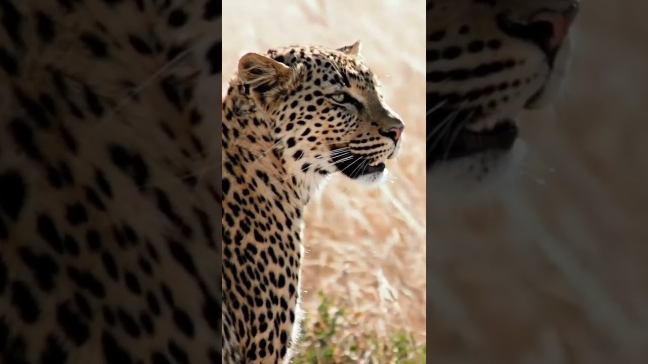 prestige😍🤩😎#cute#prestige#animals#tiger#lion|#shorts