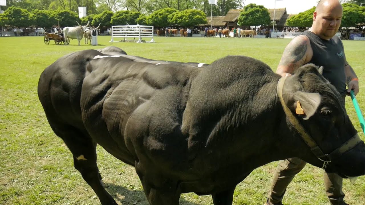 FEH&Eacute;R-K&Eacute;K BELGA H&Oacute;DMEZŐV&Aacute;S&Aacute;RHELY 2024