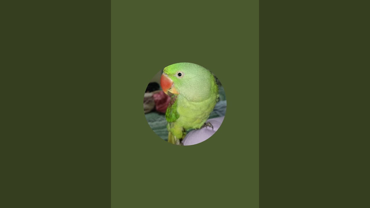 Parrot Ladoo Moments  is live