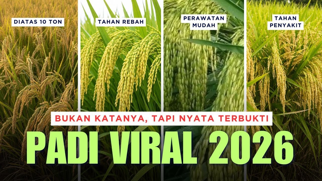 Padi Unggul Viral 2026 