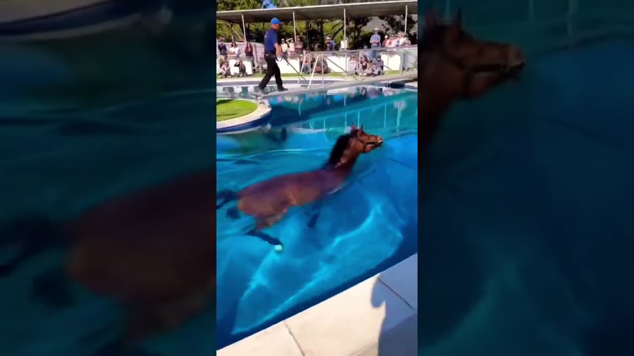 Floating Horse 🐴 #shorts