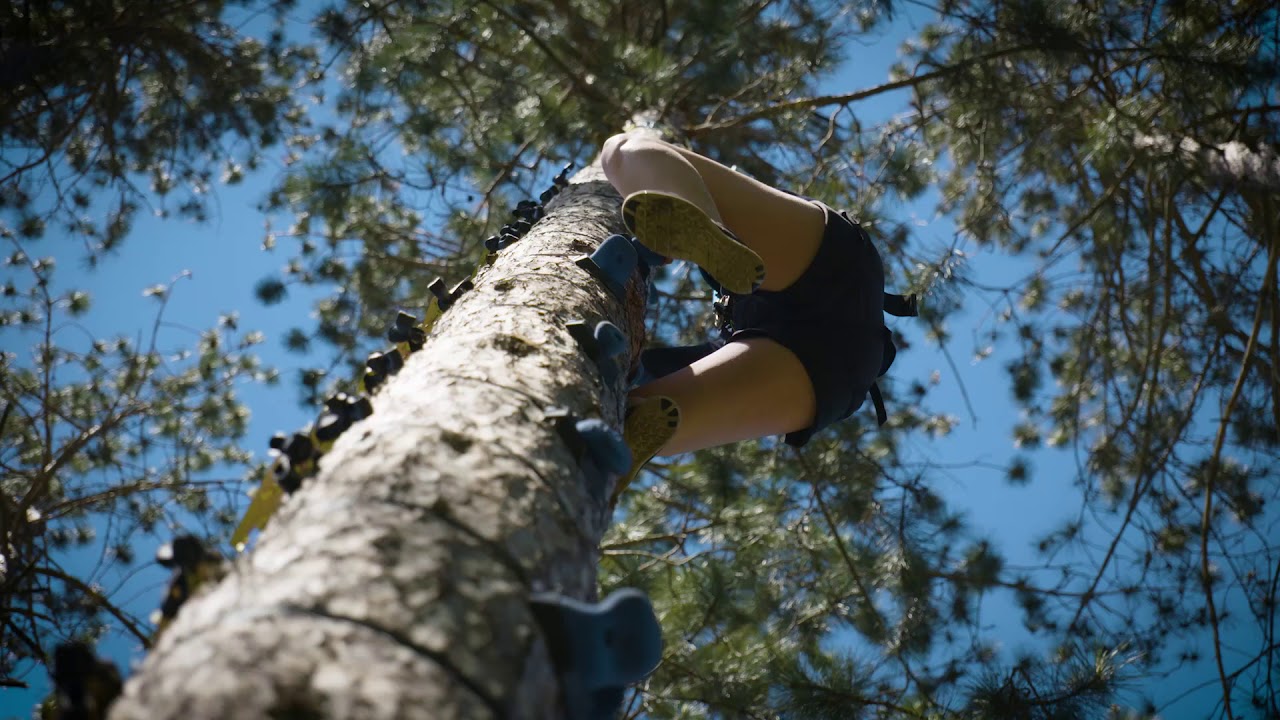 Climb to New Heights with the Arboreal Tree Climb