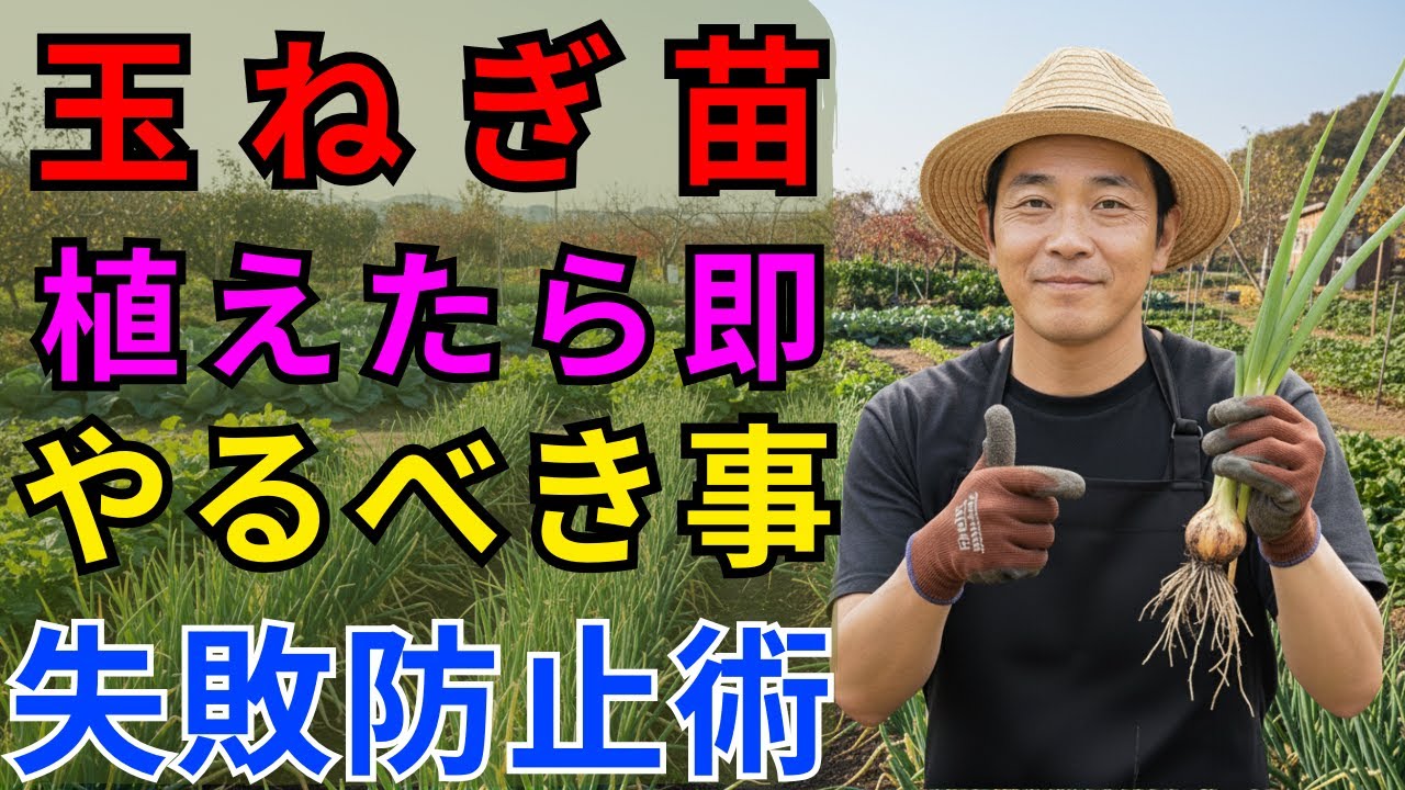 【99%が知らない】玉ねぎを植えたらすぐ！これをやらないと失敗の原因に