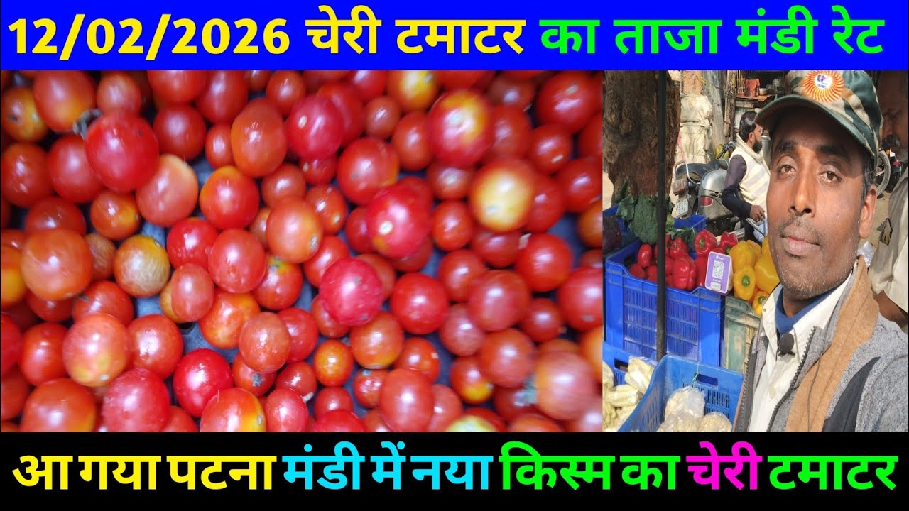 खुल गया नया लाल टमाटर चेरी का ताजा मंडी भाव | नया किस्म का चेरी टमाटर आ गया | #mithapur 