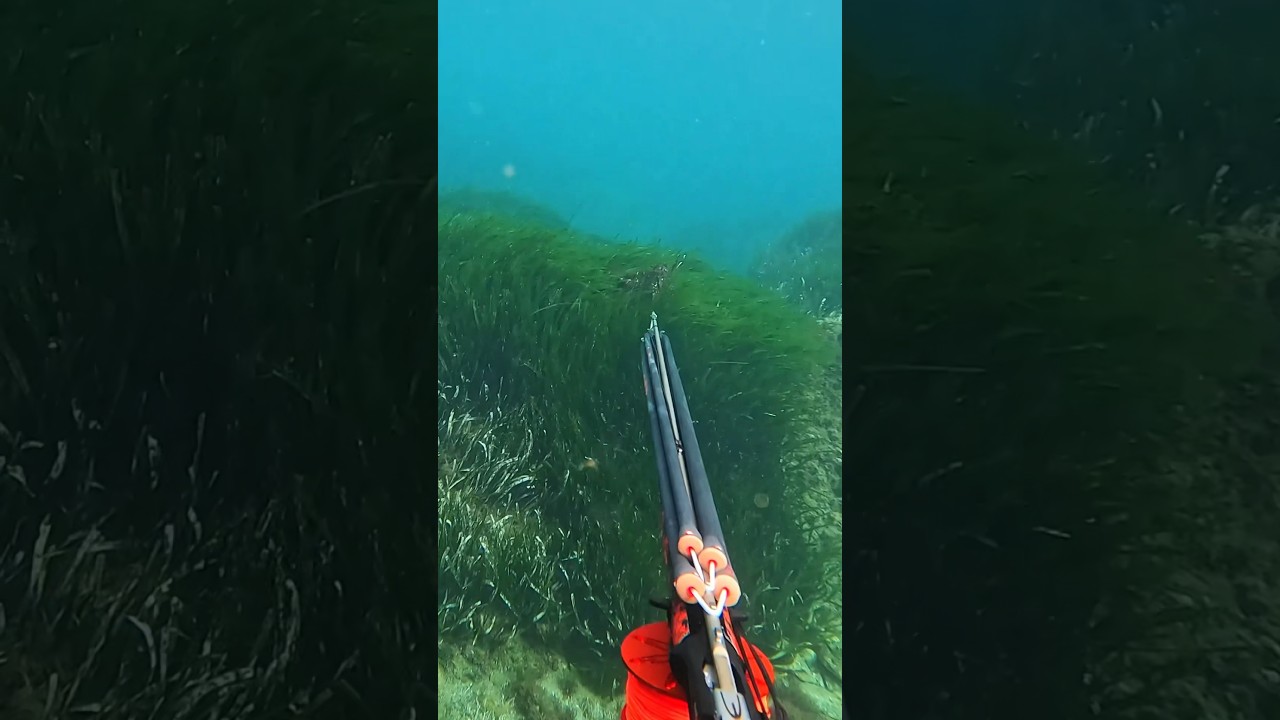 Kraken 🦑 #chassesousmarine #kraken #spearfishing