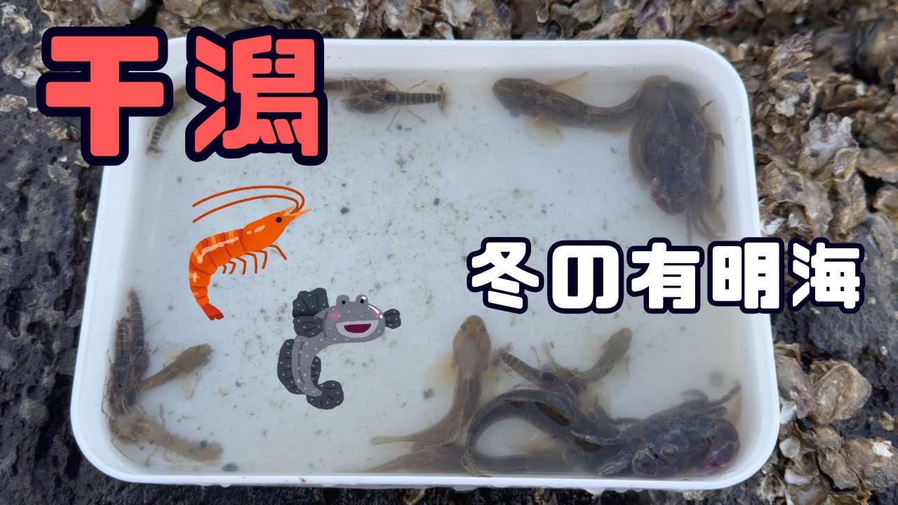 【#73】冬の有明海でガサガサしたら果たして生き物は取れるのか？