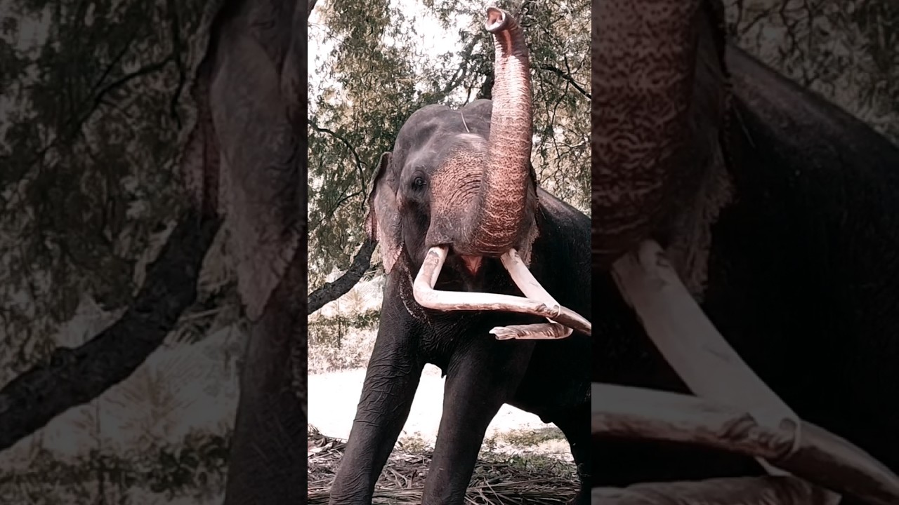 Salute from Kataragama Wasana #kataragamawasana #elephant #travel #wasana