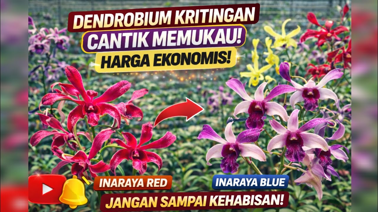 ADA STOK TERBARU! Anggrek Dendrobium Kritingan - Cantik, Harga Ekonomis - Jangan Sampai Kehabisan!