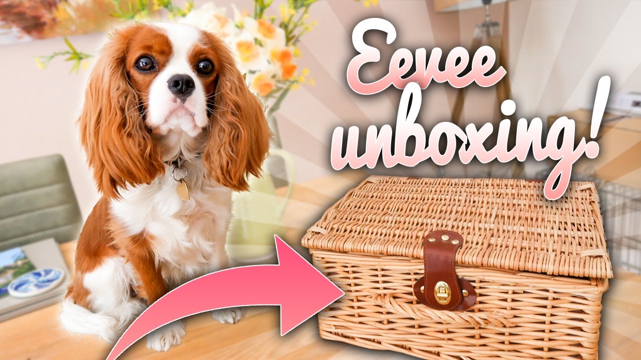 🐶 EEVEE GOT A SURPRISE HAMPER!?💌