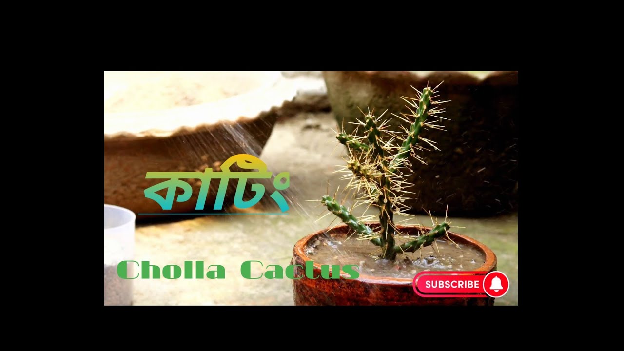 Cholla cactus cutting and replant in your home garden..