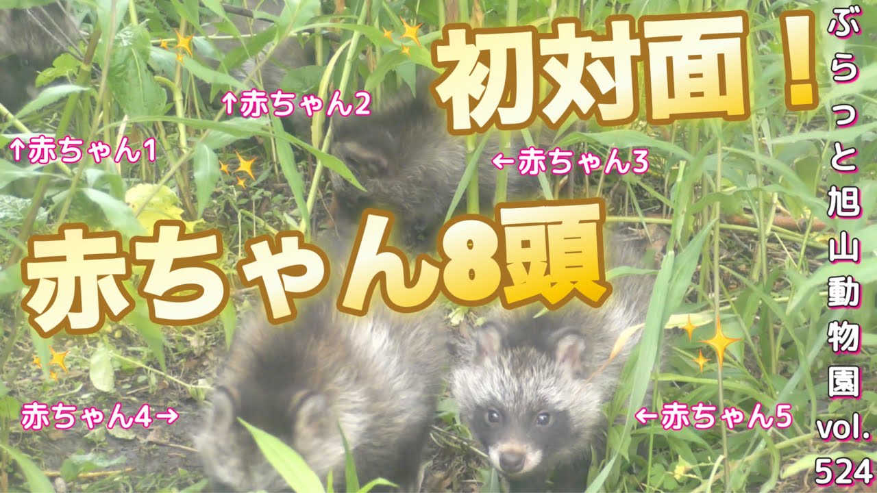 《旭山動物園エゾタヌキ》8頭出産！エゾタヌキの赤ちゃんに1ヶ月越しで会えた！vol524/met eight baby Hokkaido（North island） raccoon dogs!