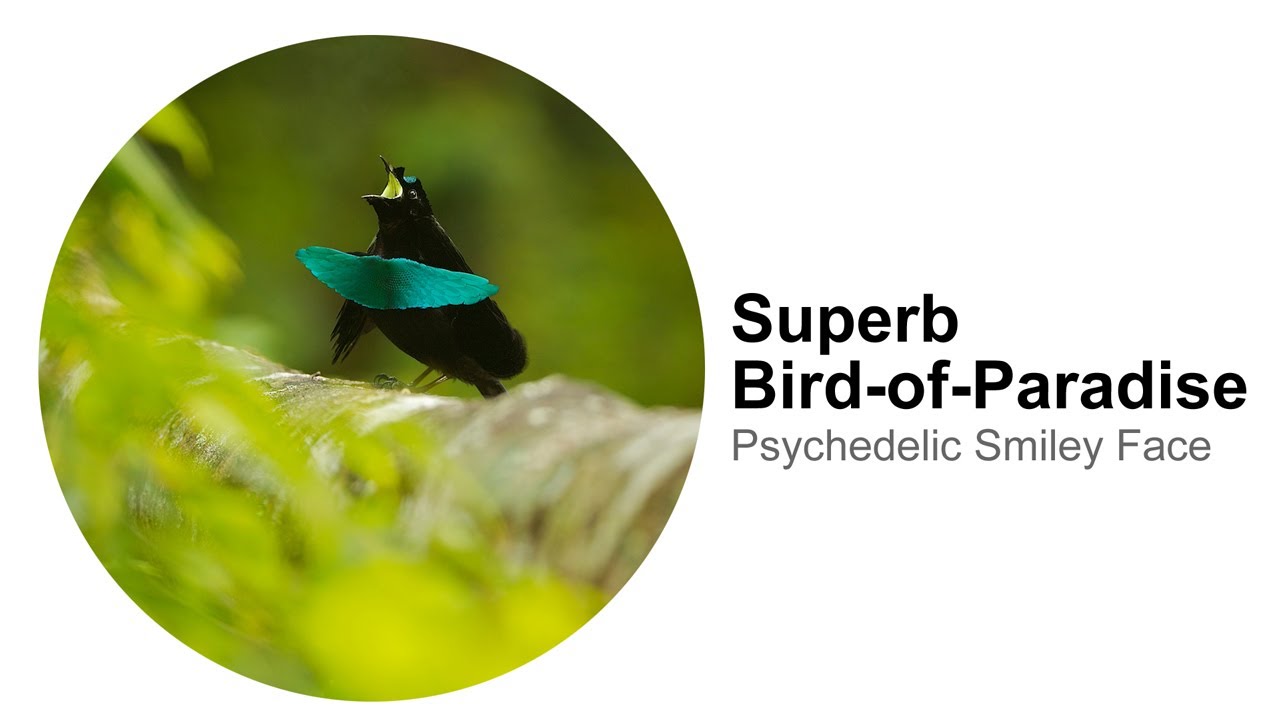 Superb Bird-of-Paradise: Psychedelic Smiley Face