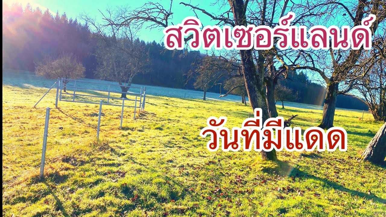 ขมสวนหลังบ้านวันที่มีแดดอุณหภูมิ6องศา#สวิตเซอร์แลนด์