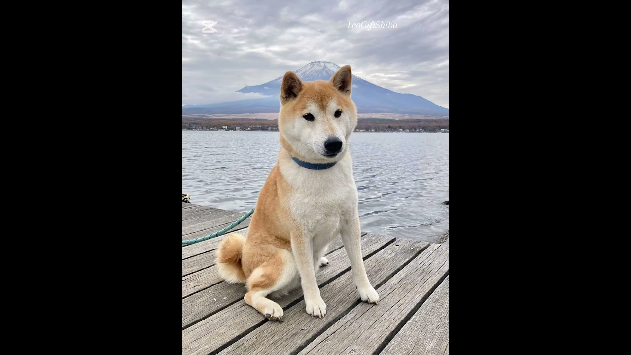 Shiba Inu dog enjoying the view of Mt. Fuji.