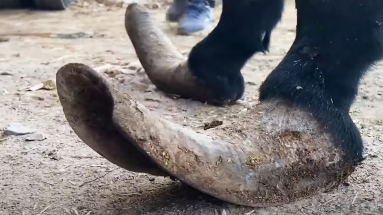 It's A Miracle! The Donkey's Hoof Is Lifted 20 Centimeters, And 6 Years Of Pain Are Instantly Gone.