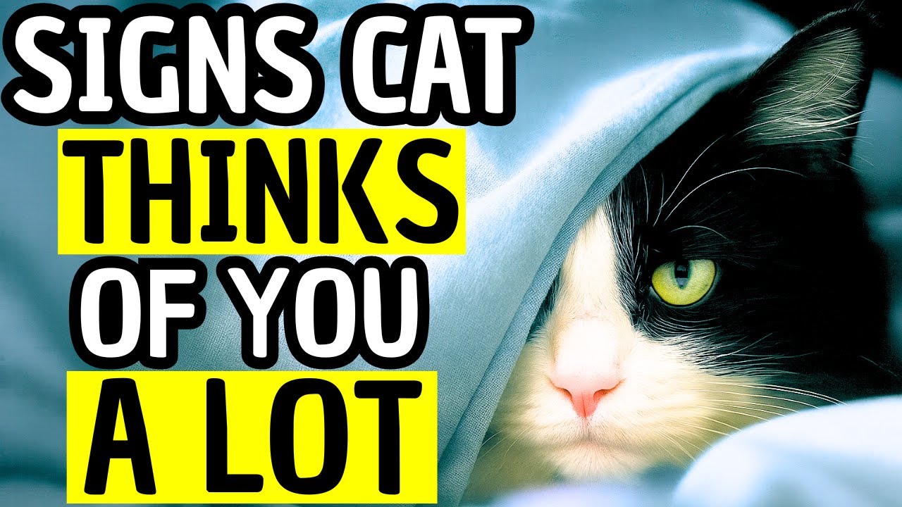 Does My Cat Love Me? 12 Unbelievable Signs You’re Their Favorite Human