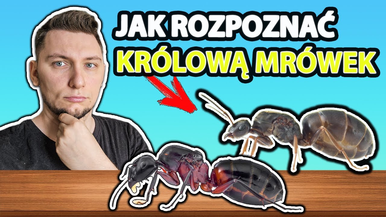 Jak rozpoznać królową mrówek i kiedy ich szukać Poradnik