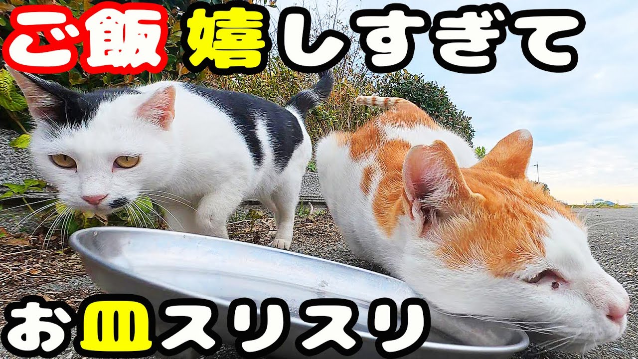 空腹で鳴いていたボクシング猫にご飯をもっていくと嬉しくて・・・ さくらねこへのエサやり ホクロちゃん ちくわ君【視聴だけでも猫を助けることになります】支援者様 視聴者様に神のご加護を！