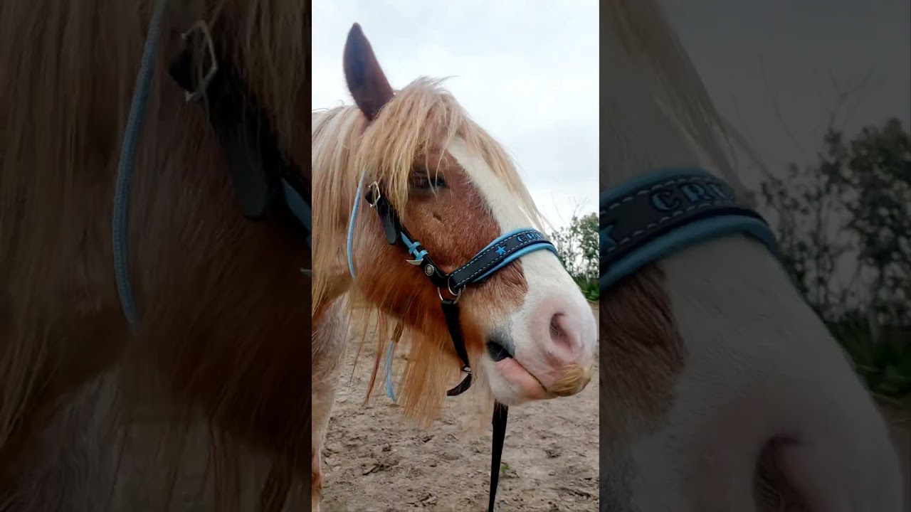 Sidepull with name and stars. 🤩 #bitless #bitloos #custommade #sidepull #pony #horse