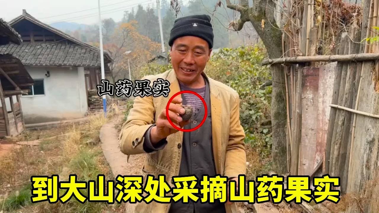 山药果实成熟了，摘了两斤烤着吃，别有一番风味【乡野志刚】