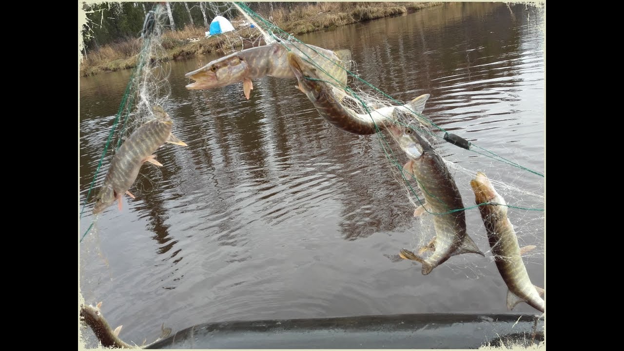 4 дня в ХМАО,  река ендырь. очень много щурогайки