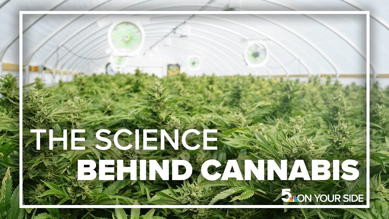 Cannabis education program studies the science behind the plant