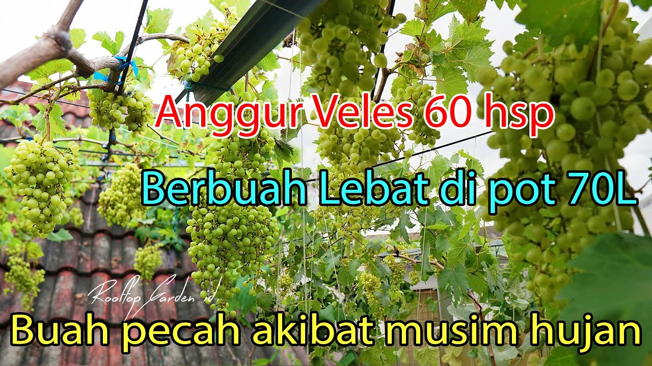 Anggur Veles 60hsp buah lebat