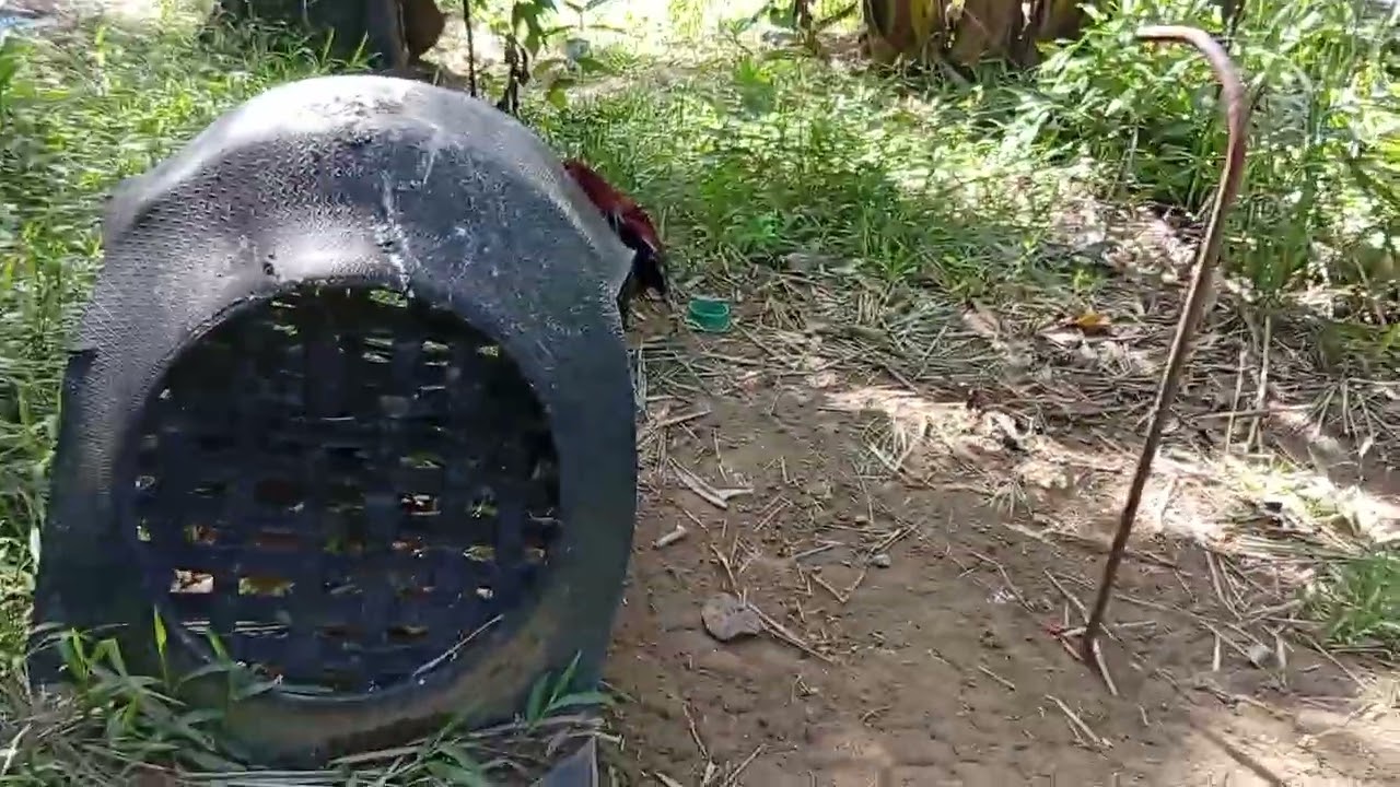 Albany McLean hatch 1X winner stag derby #games #rooster #gamefowl #viral #video #birds #trend 