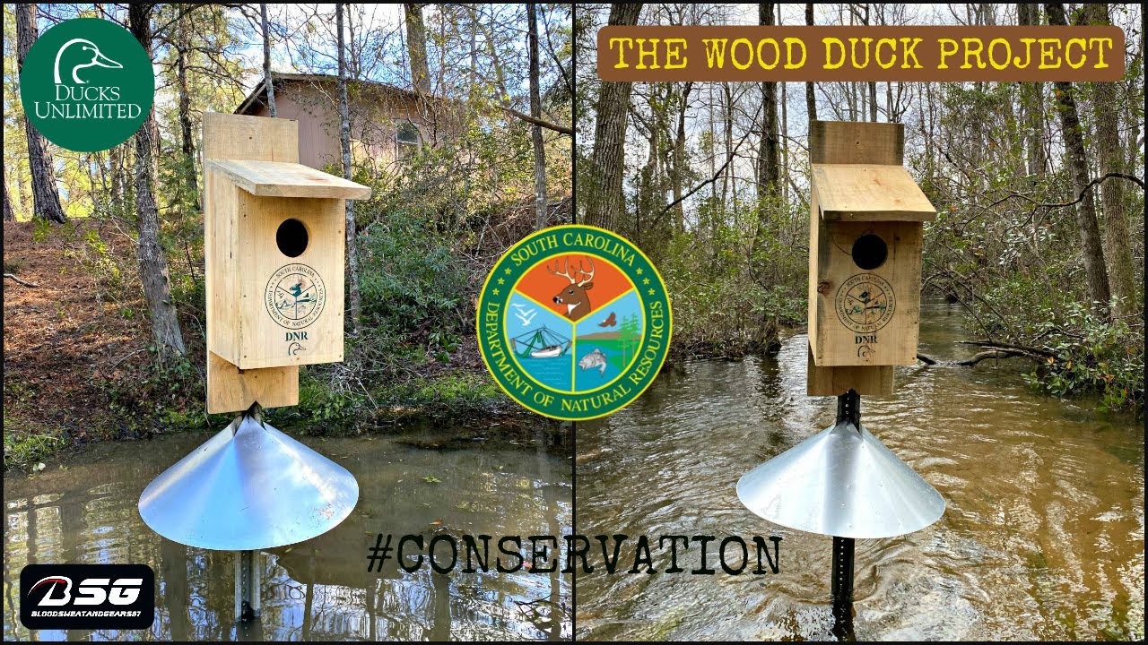 INSTALLING WOOD DUCK BOXES!!! **CONSERVATION** [SCDNR WOOD DUCK PROJECT] 2021 - VLOG - (2-27-21)
