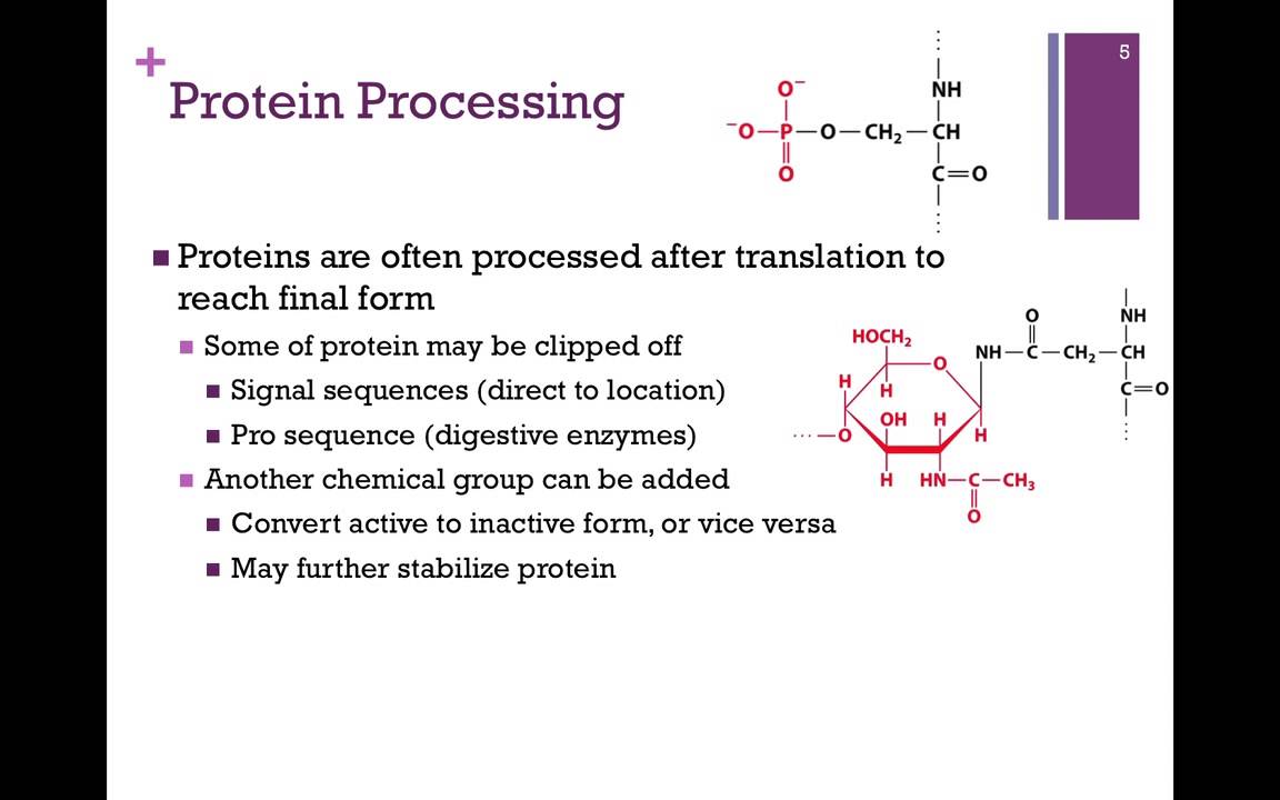 020-Protein Folding & Quaternary Structure