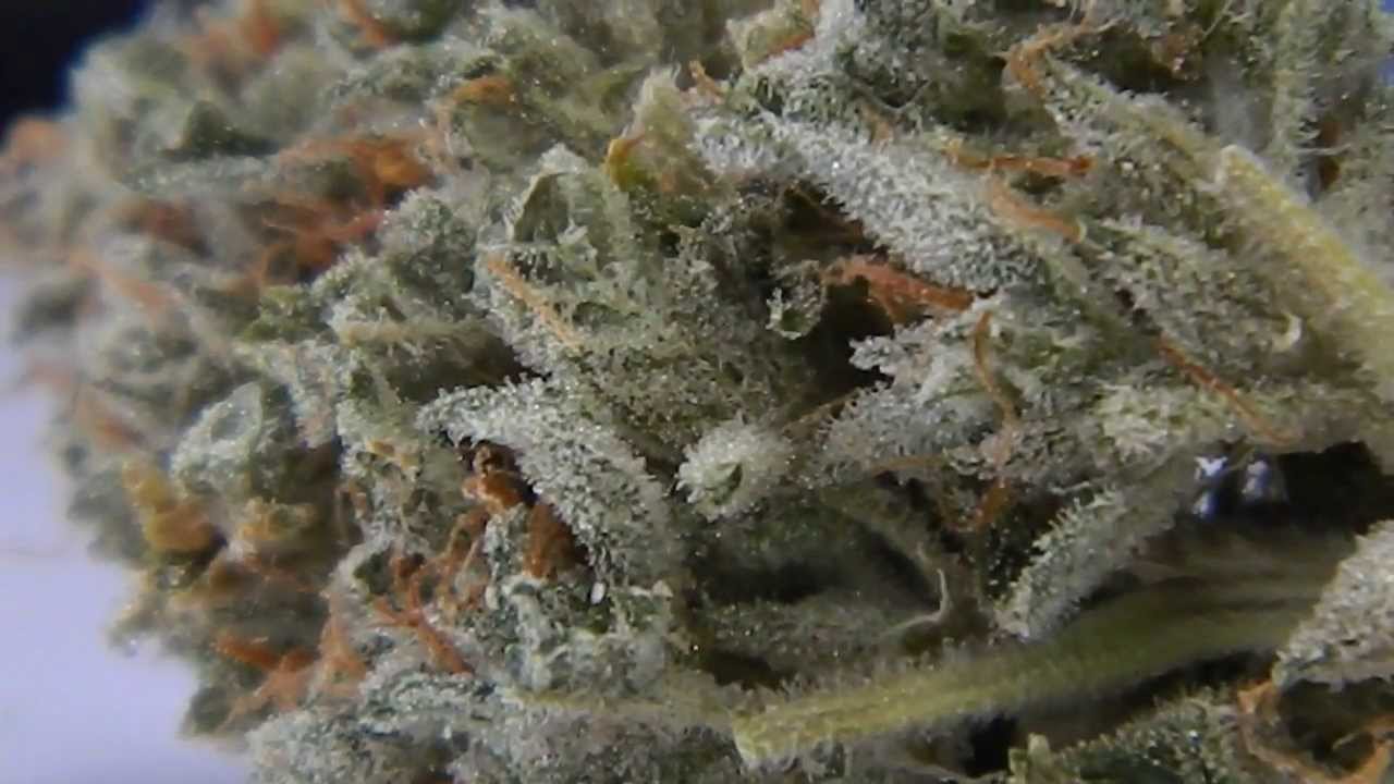 Delicious Seeds Veganic Critical Jack Herer -MajorBurns Weed Review