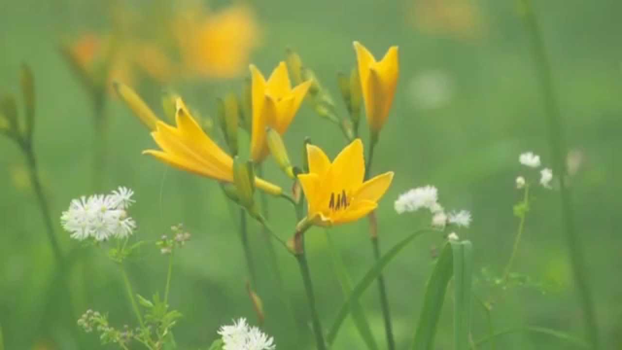 THE GRACES  岩代太郎　「白線流し」オリジナルサウンドトラックから