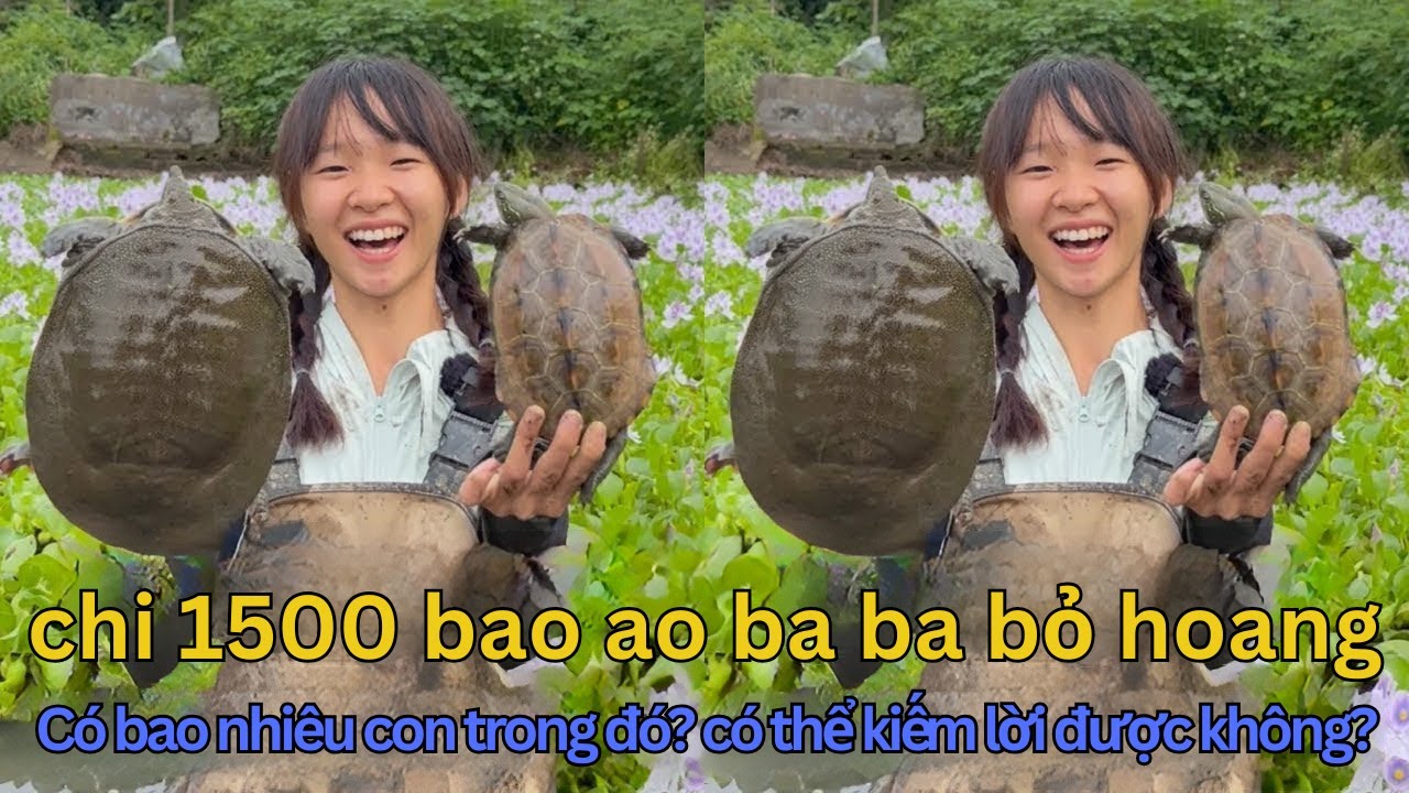 Bỏ 1500 Tệ Bao Ao Ba Ba Bỏ Hoang và Cái Kết Bội Thu