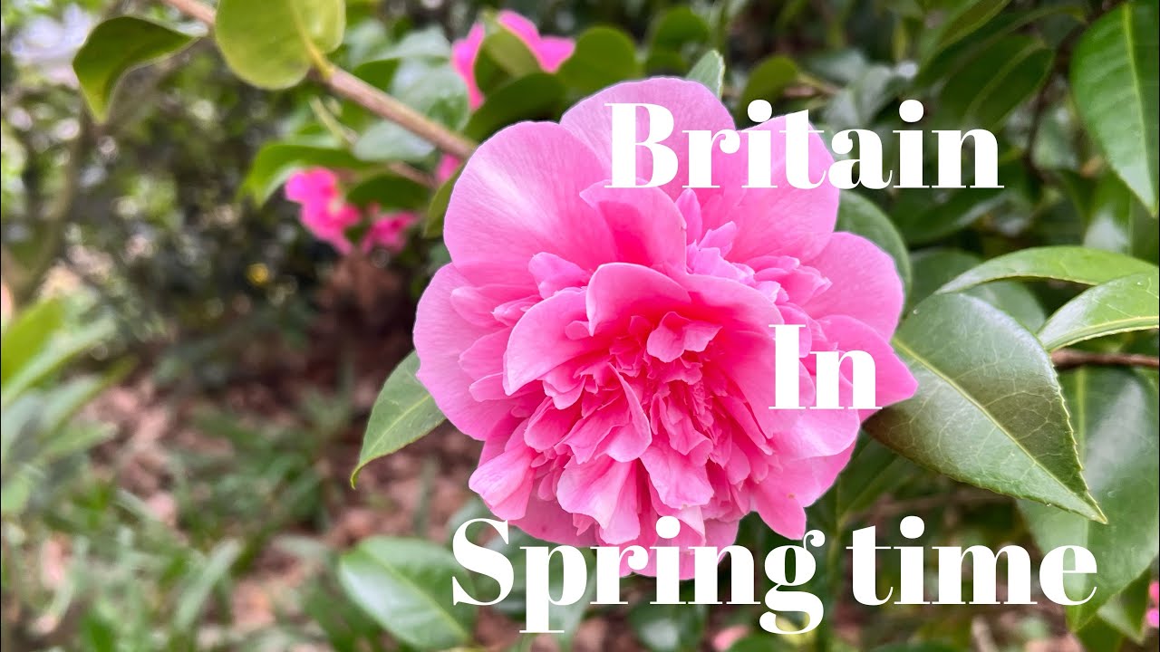 Britain in spring time|spring in the uk|what Happens in spring🌳🕊🌸🌺🌻🌼