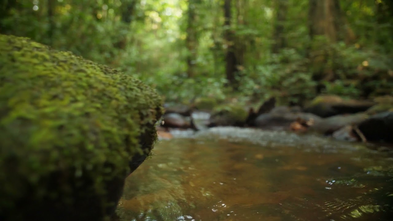 Back To Nature Mindfulness Meditation Music | Relaxing Music With Nature Sounds