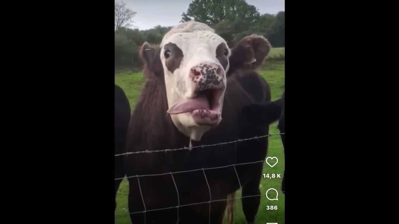 La vache qui tourne la langue