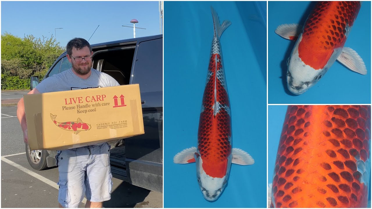 My Koi Breeding Project - Part 26 - New Male Kujaku Parent and New Tank Update