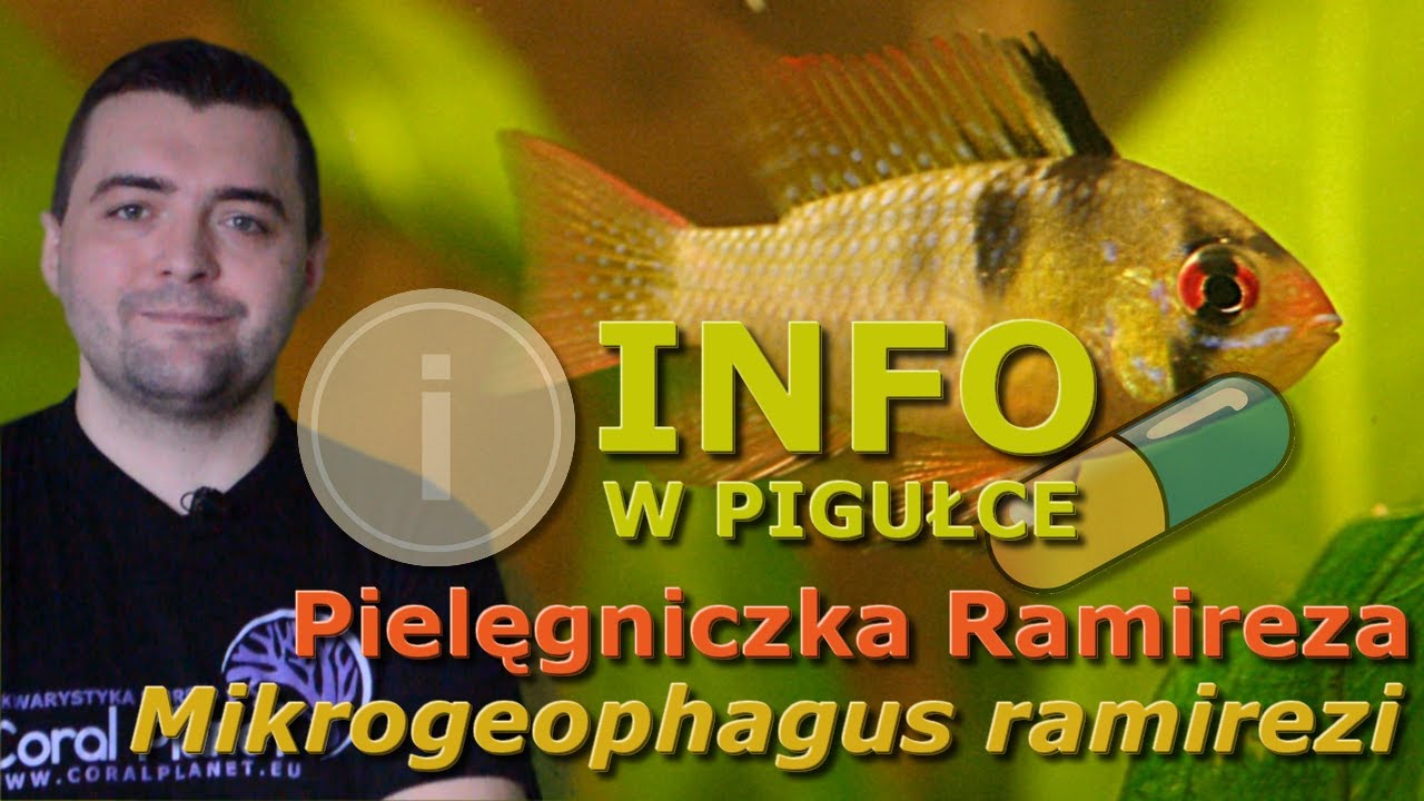 Pielęgniczka Ramireza Mikrogeophagus ramirezi INFO W PIGUŁCE
