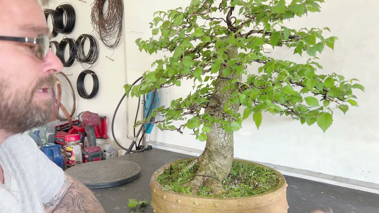 How Pruning Can Transform Your English Elm Bonsai (May 2023)