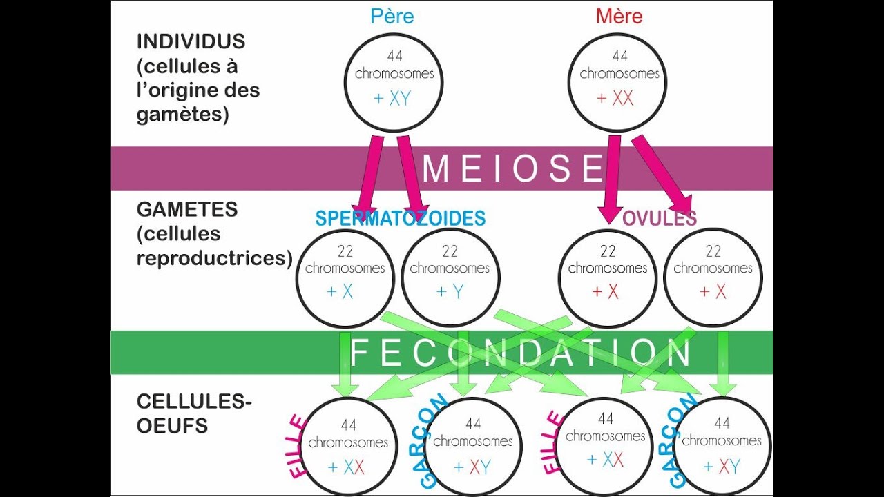 La détermination du sexe génétique / Cycle 4 / 3ème