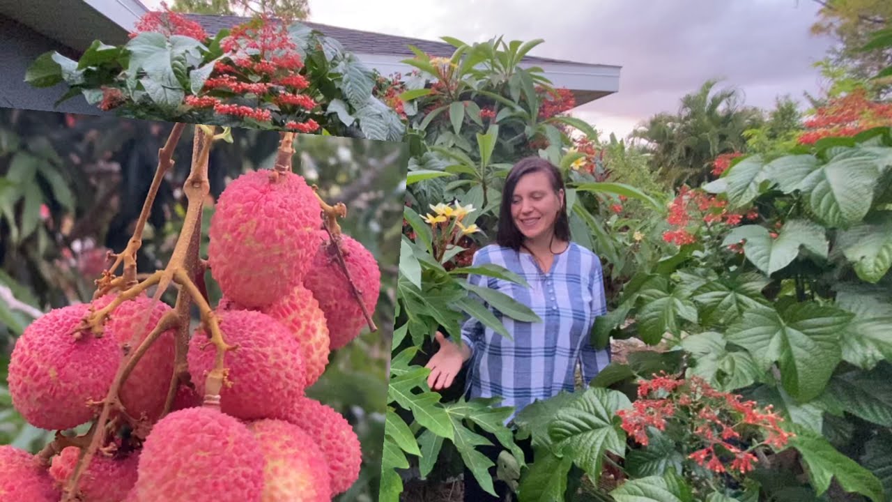 Lychee fruit harvest & my personal experience growing this fruit 🌳