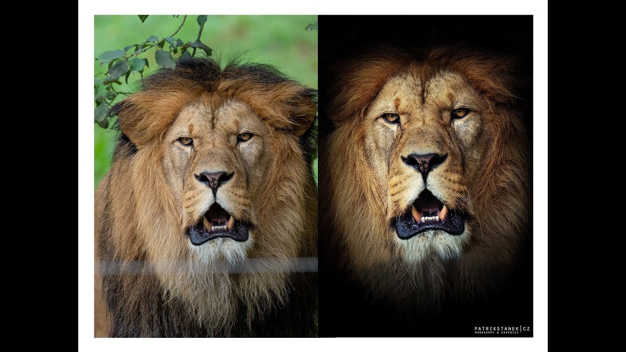 Patrik Staněk - Photoshop - úprava fotografie lva berberského
