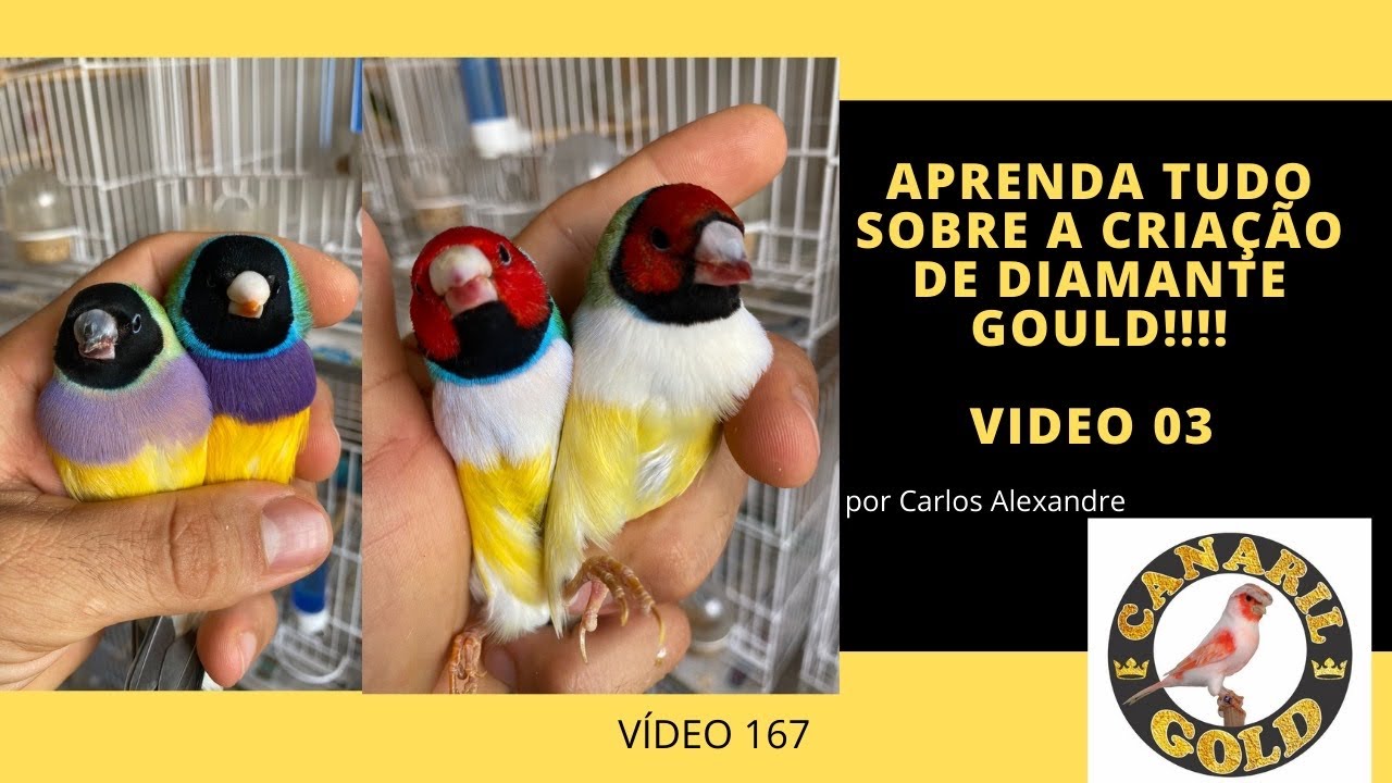 COMO DESCOBRIR SE O DIAMANTE GOULD É MACHO OU FÊMEA